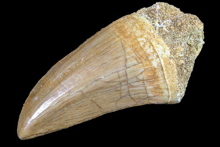 Fossil Mosasaur (Mosasaurus) Tooth - Morocco #161191